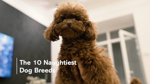 preview for The 10 Naughtiest Dog Breeds