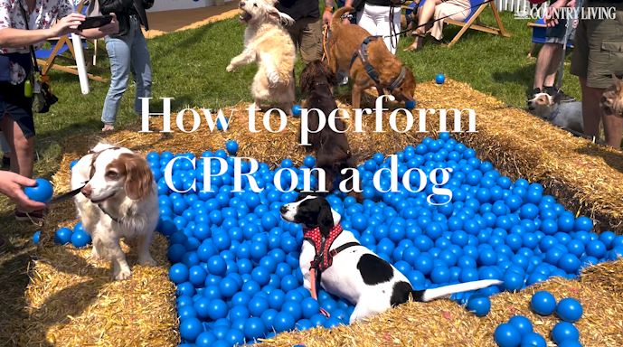 preview for Emergency Vet Shows How To Perform CPR On Your Dog