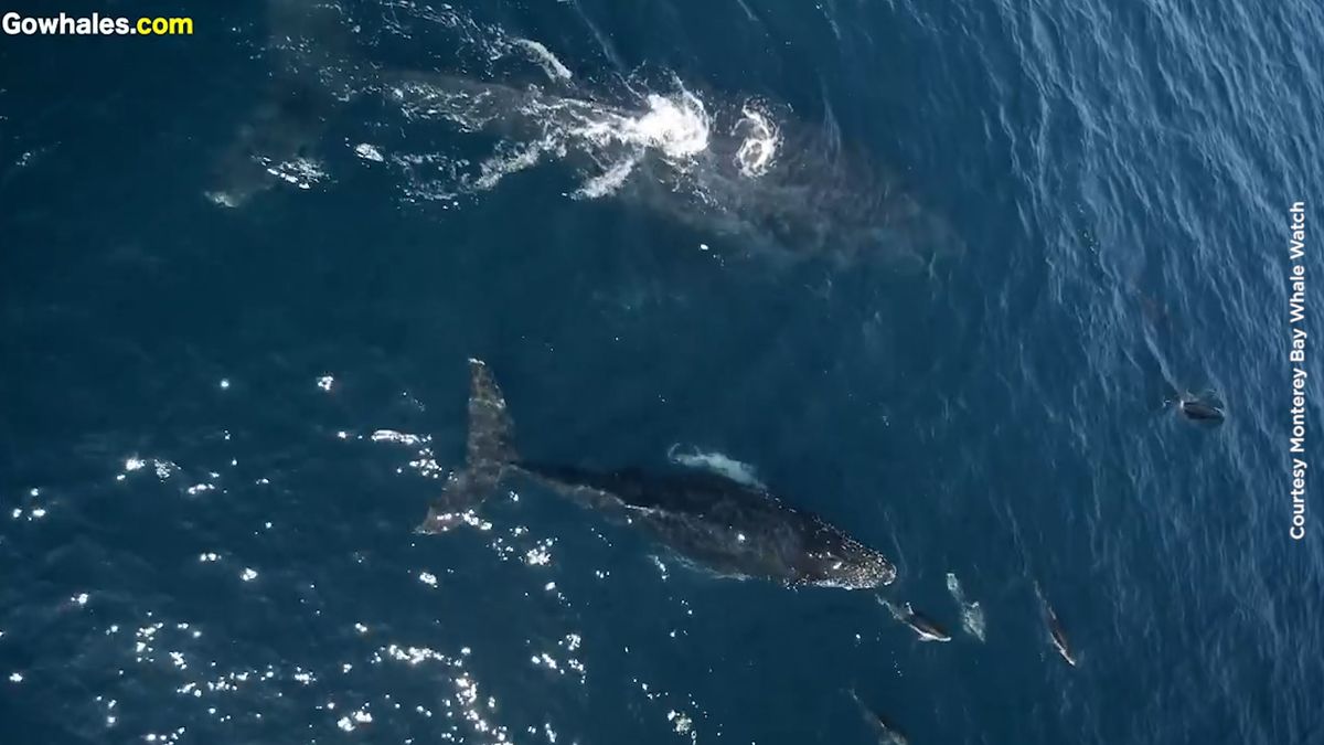 preview for Watch these dolphins play with a humpback whale and her calf