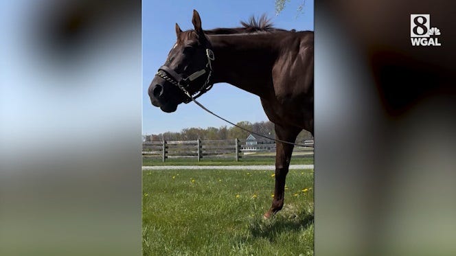 Smarty Jones elected to National Horse Racing Hall of Fame