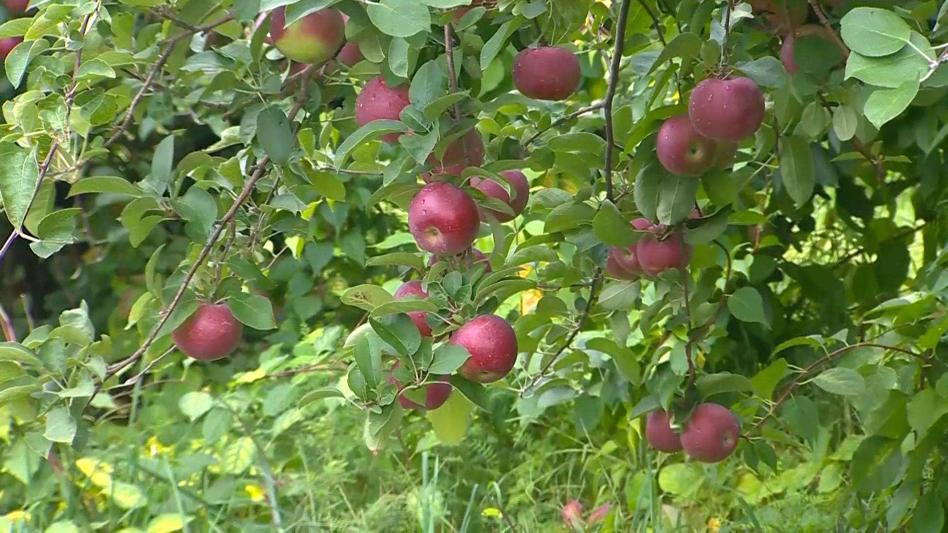 Fresh Red Apples Growing Tree Harvest Sustainable Farm Sunny Day Stock  Photo by ©PeopleImages.com 585441600