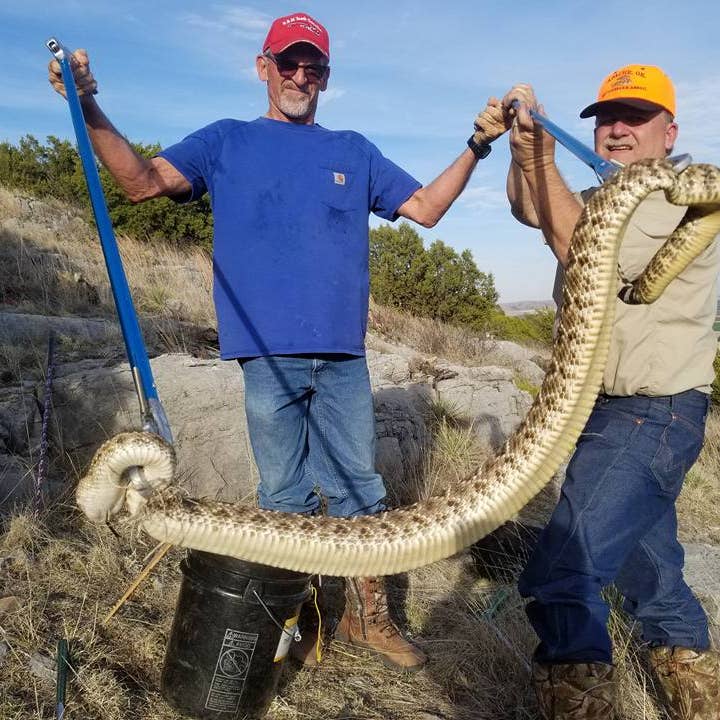 Rattlesnake Festival Oklahoma 2020 VIDEO: Oklahoma men catch big rattlesnake near Apache Rattlesnake Festival Oklahoma 2020 VIDEO: Oklahoma men catch big rattlesnake near Apache