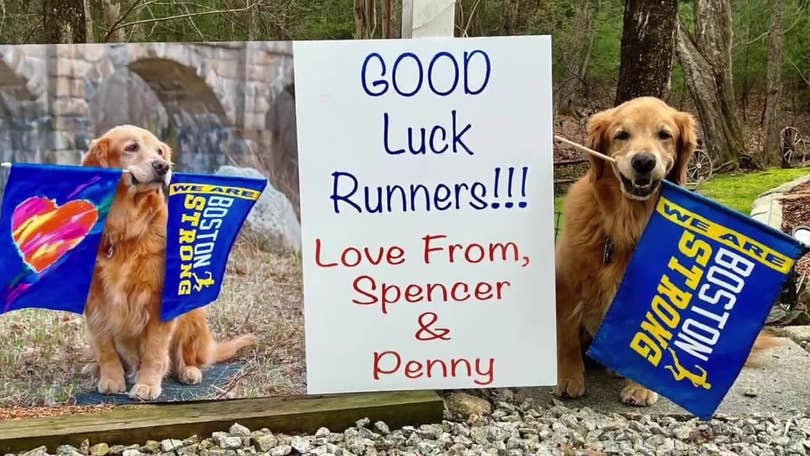 100 Golden Retrievers Will Honor Spencer & Penny - 2023 Boston Marathon