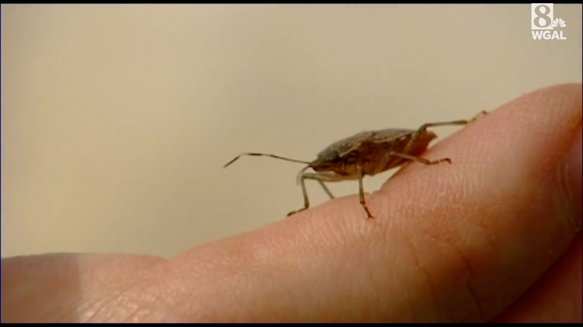 Stinkbugs: Tips for keeping them out of the house – The Morning Call