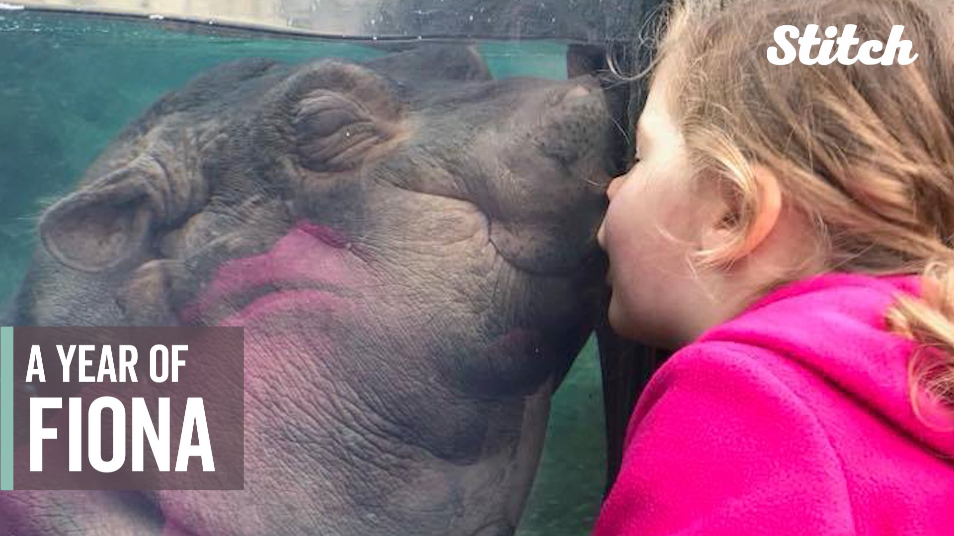 15 Times Fiona The Hippo Stole Our Hearts Over The Past Year