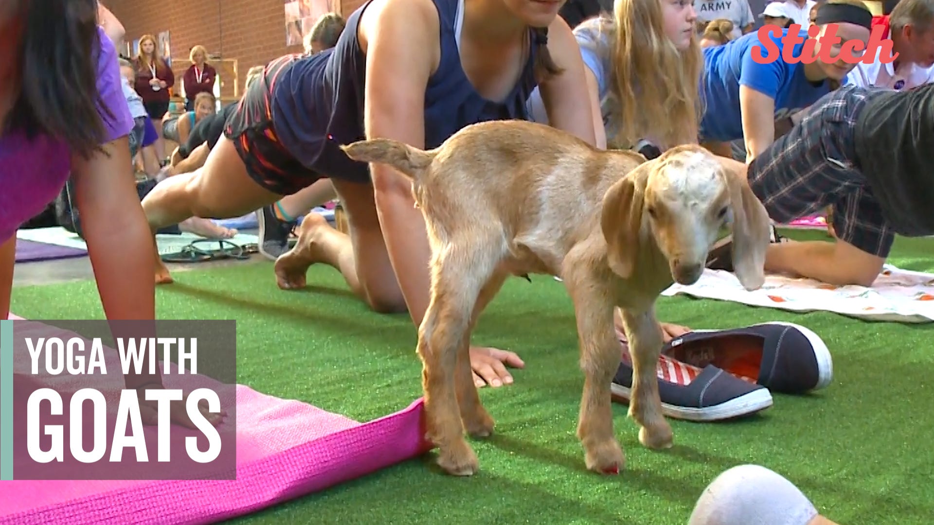 Watch: Goat yoga craze comes to Williamson one hop at a time