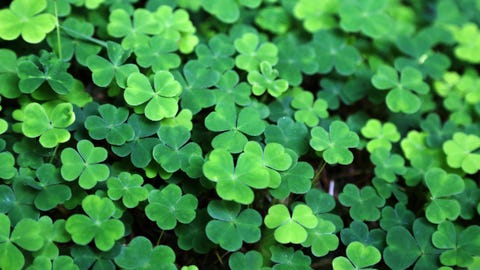 preview for 6 Things You Should Know About St. Patrick's Day