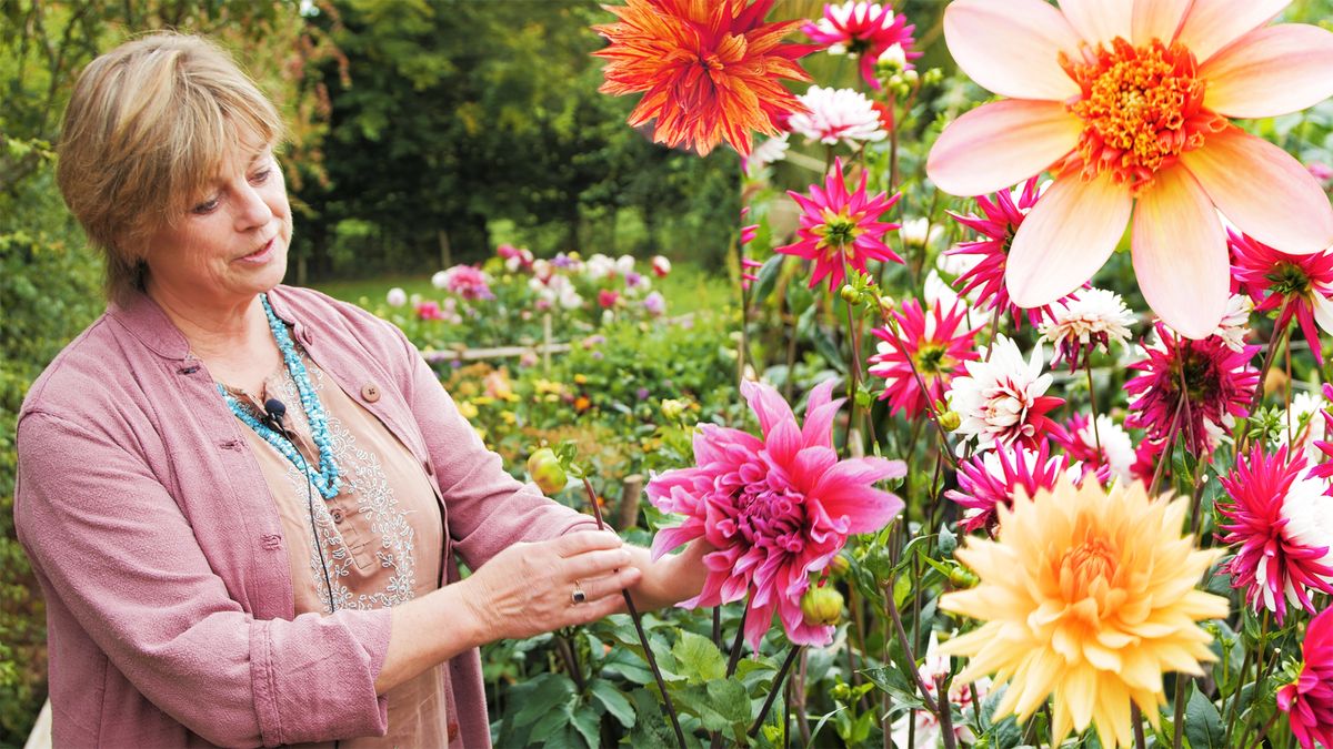 preview for How To Grow Dahlias - A visit to Sarah Raven's cutting garden - GH Gardens