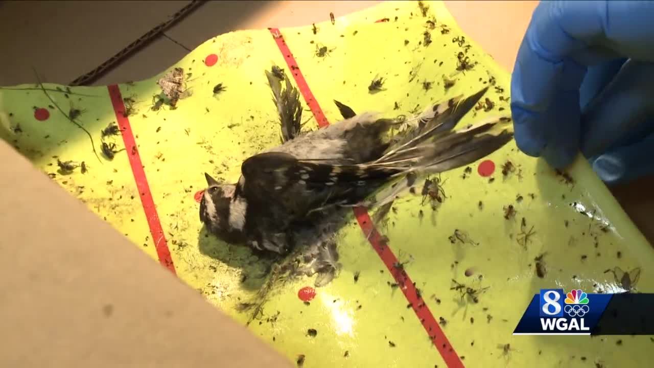 https://hips.hearstapps.com/vidthumb/images/woodpecker-stuck-on-spotted-lanternfly-trap-1626387717.jpg