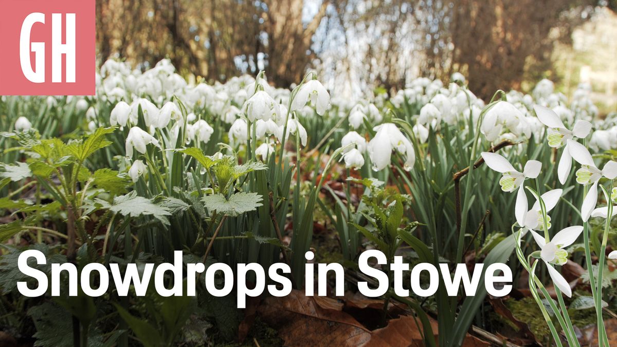 preview for Snowdrops in Stowe