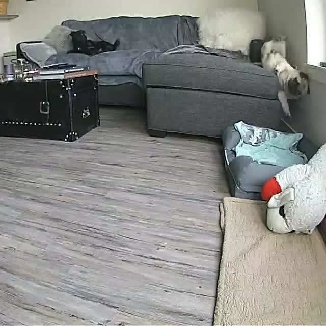 preview for Pug Falls off Couch While Sleeping