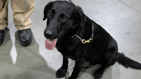 preview for The TSA Wants You to Adopt Dogs That Flunked Out of Training