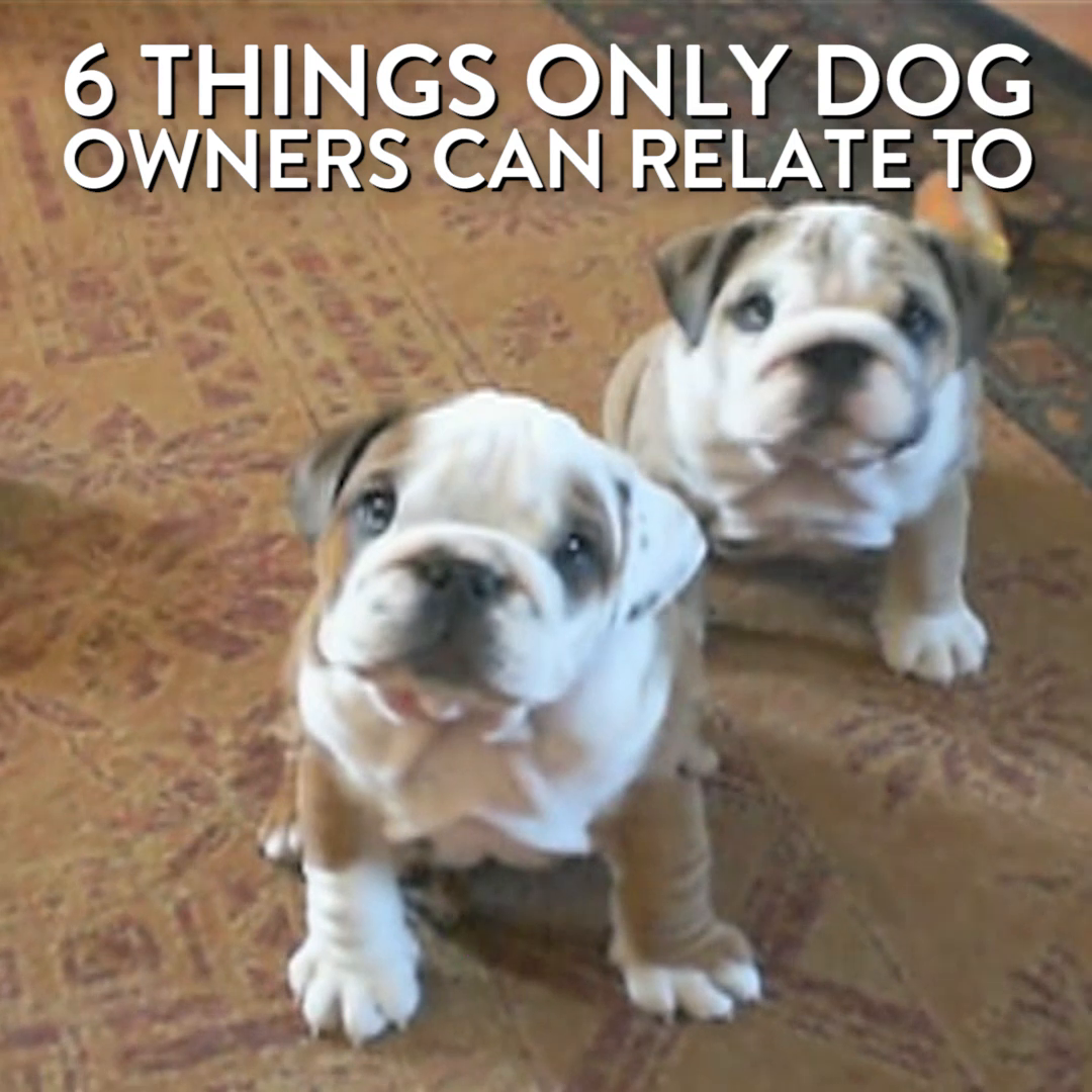 preview for 6 Things Only Dog Owners Can Relate To