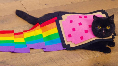 preview for Meet Willow, the Most Adorable Costumed Kitty on Instagram