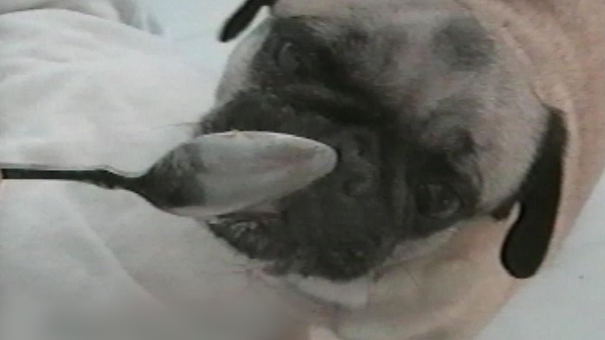 Dog Disaster