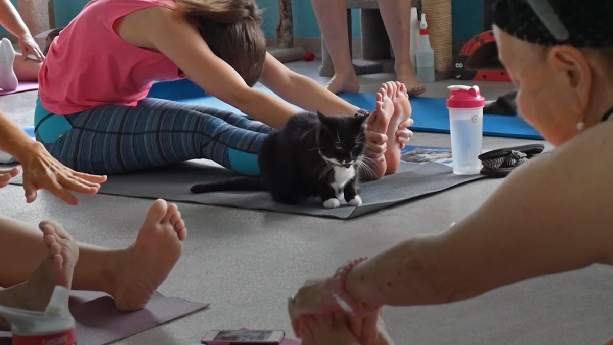 preview for “Cat Pose” Takes On a Whole New Meaning When You Practice Yoga With Cats