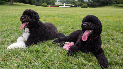 preview for A Look Back at The First Dogs Bo And Sunny’s Best White House Moments