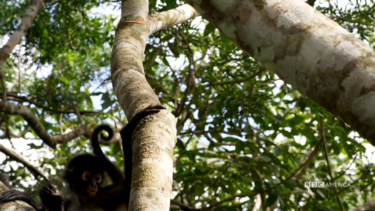 Best Monkey Moments  BBC Earth 