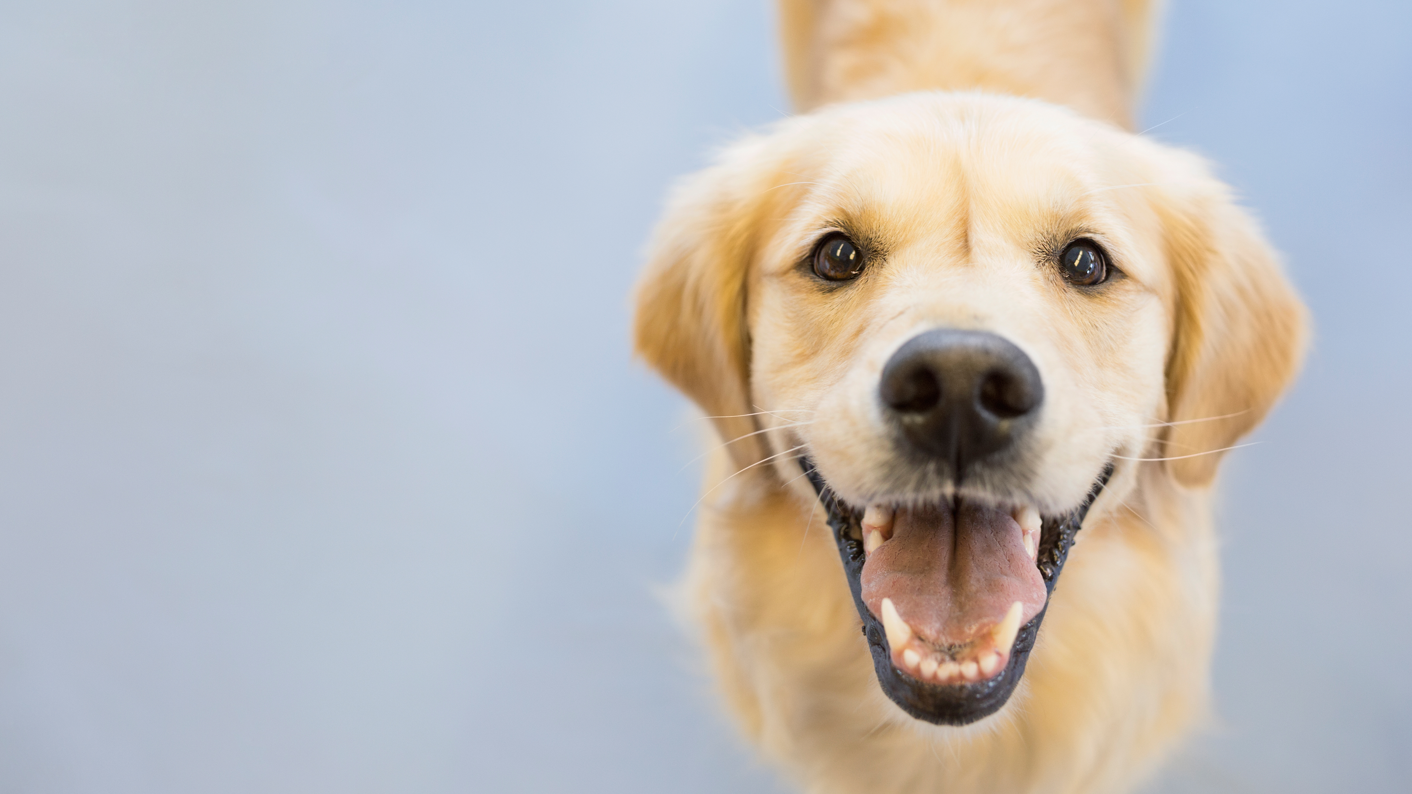 Vitakraft · Higiene para perros · Mascotas · El Corte Inglés (6)
