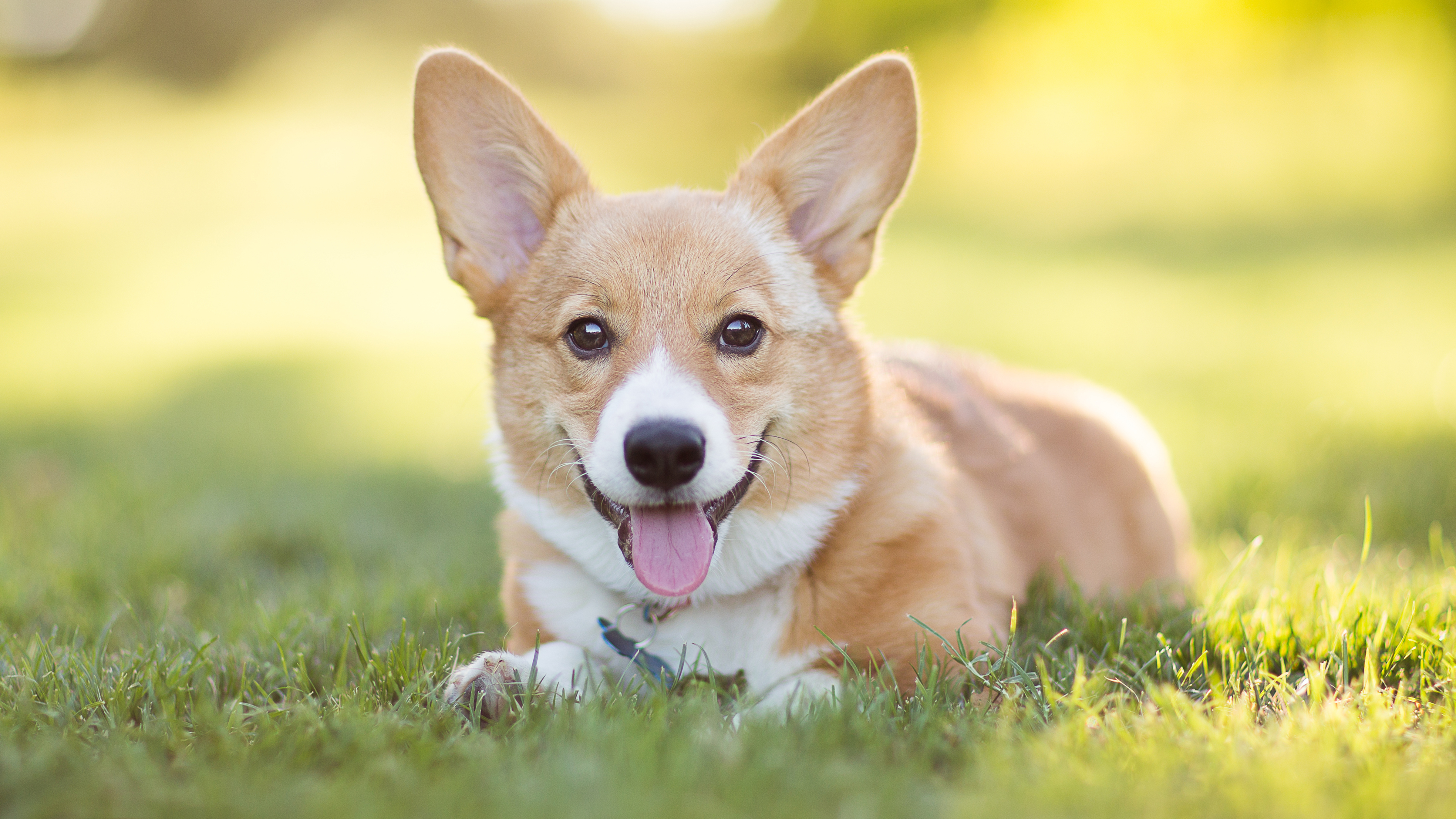 Golden Smart Dog And Girl Porn Vedios - 20 Smartest Dog Breeds, Ranked â€” Most Intelligent Dogs