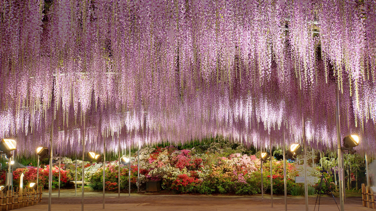preview for This Wisteria Flower Tunnel in Japan Is the Most Magical Place Ever