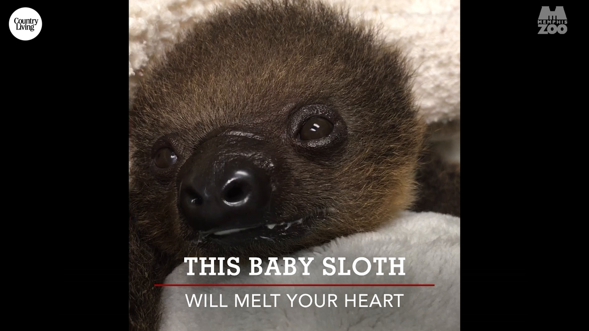 preview for This Baby Sloth Will Make Your Day