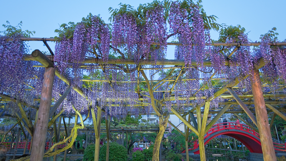 preview for The Wisteria Flower Tunnel in Japan Is the Most Magical Place Ever