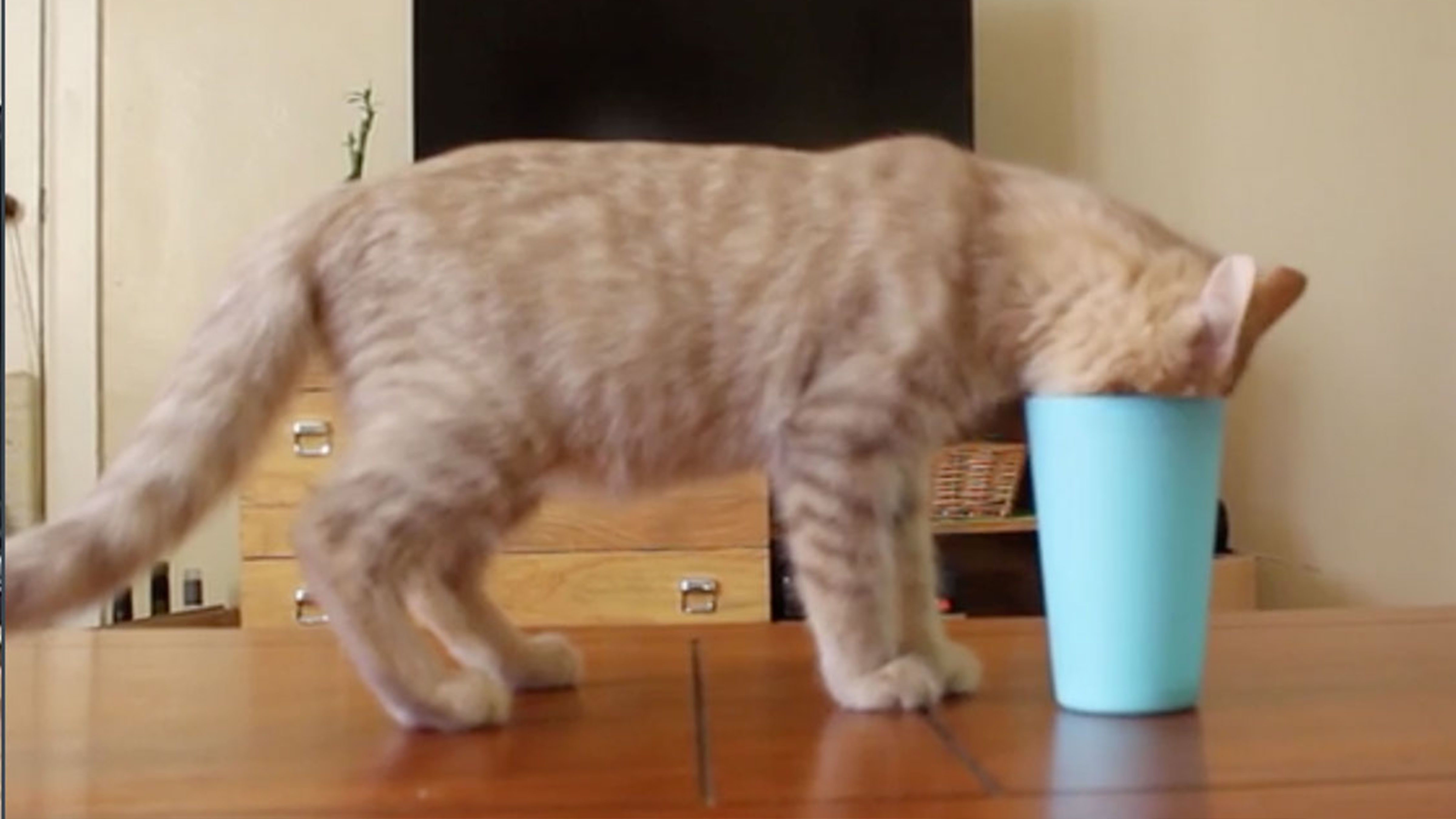 173 Best Cute Cat Names 2023 - Unique Cat Names 173 Best Cute Cat Names 2023 - Unique Cat Names