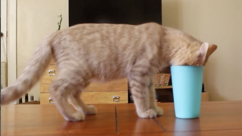 preview for 12 Hilarious Cat Fails