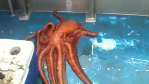 preview for Watch This Octopus Escape Through This Small Hole in the Boat