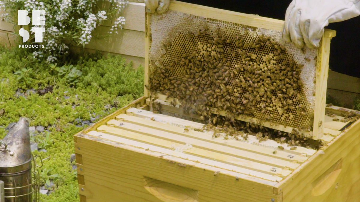 preview for This Rooftop Bee Farm Is In Time Square