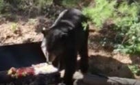 preview for Watch This Bear Try To Steal This Family’s BBQ