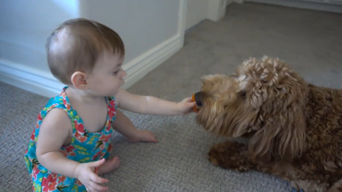 Reading book to his westy dog puppy