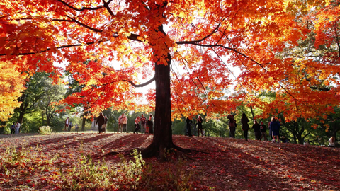 preview for Counting Down The 7 Best Places to See Fall Foliage in New England