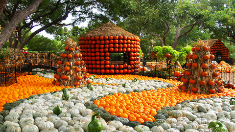 preview for This Pumpkin Village in Dallas Looks Absolutely Incredible