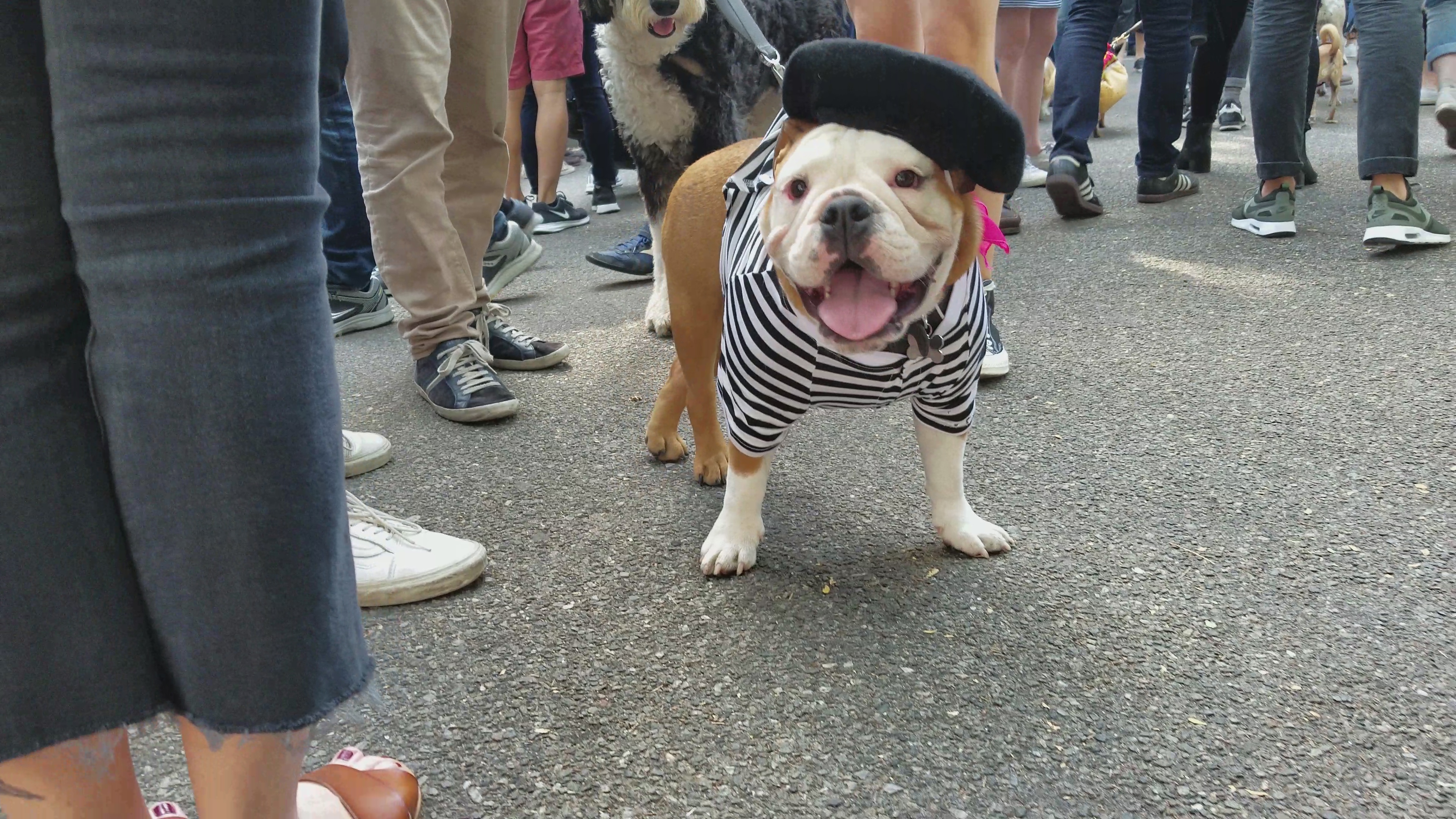 Dog Halloween Outfits: Here are 16 fun costume ideas for your