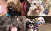 preview for There's a Beard and Moustache Competition for Dogs