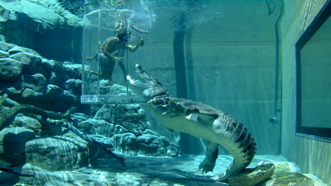 preview for The Cage Of Death Tt Crocosaurus Cove Darwin Lets You Swim With Crocodiles