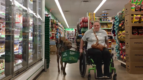 preview for This Service Dog Helps His Owner Grocery Shop