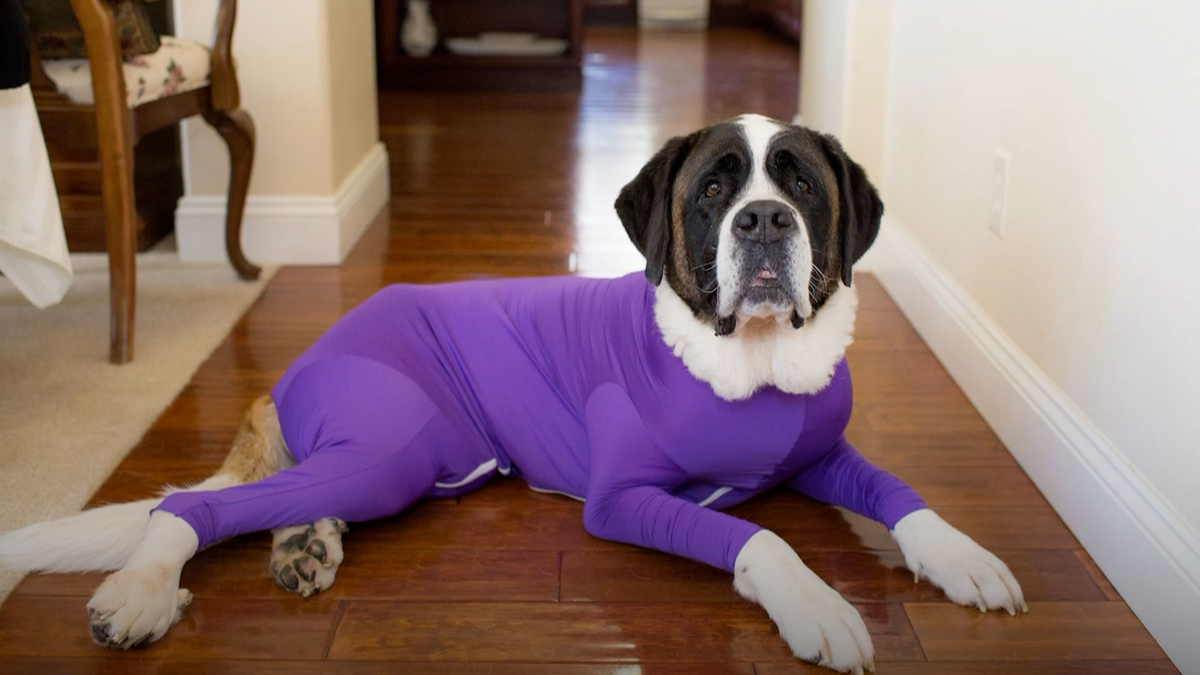 preview for Help Contain Your Dog’s Shedding, In The Most Adorable Way
