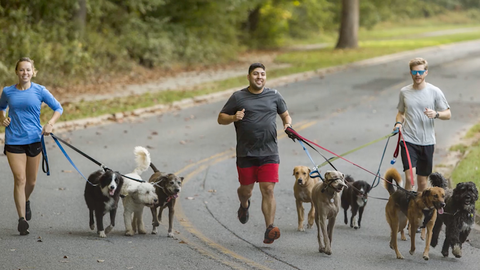 preview for How Running With Dogs Can Be A Full-Time Job