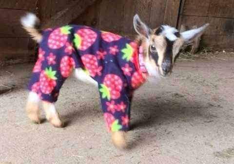 preview for Baby Goats Play in Pajamas