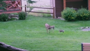 Bambi' remake could have pivotal scene changed