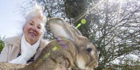 This Is The World's Biggest Bunny And It's WAY Bigger Than You Think