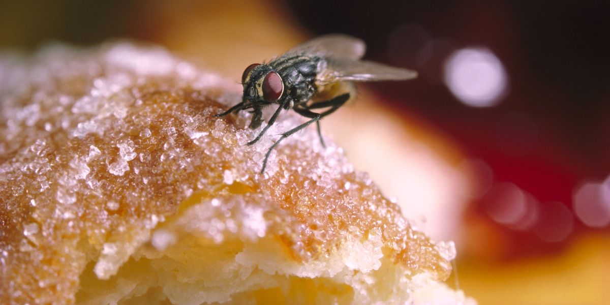 The Disgusting Reason You Should Never Eat Something A Fly Landed On