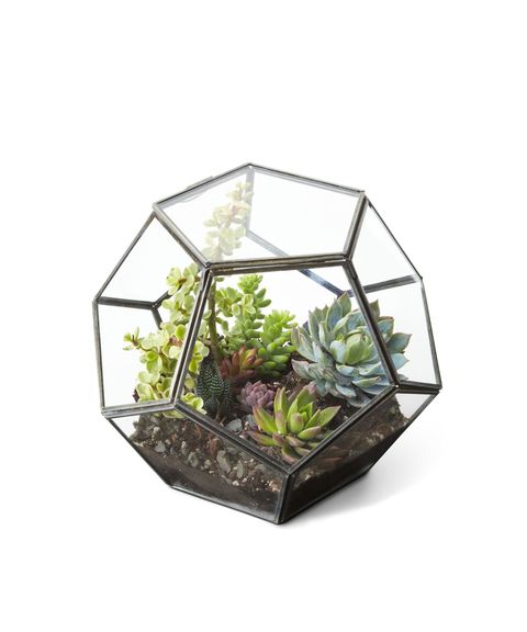 Glass Succulent