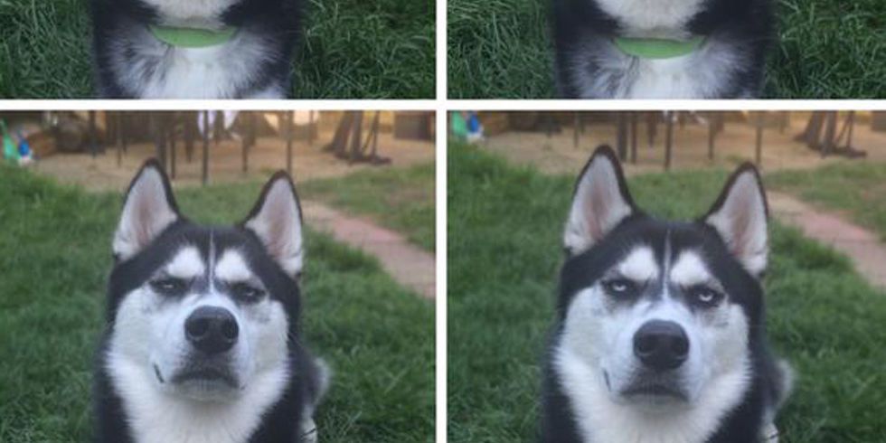 This Hysterical Photo Captures the Exact Moment a Husky Realizes He's Been Duped