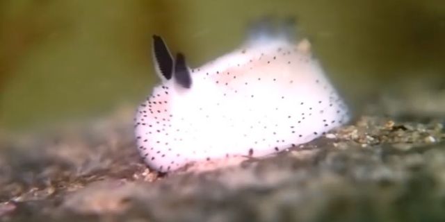 Sea Bunnies Exist And You Re Going To Fall In Love With Them