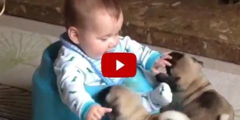 This Video Of Two Pugs Kissing A Baby Is So Stinking Adorable You Ll Forget All Your Troubles