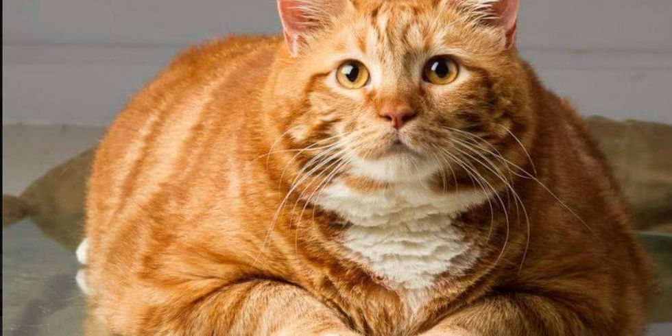 orange tabby cat fat